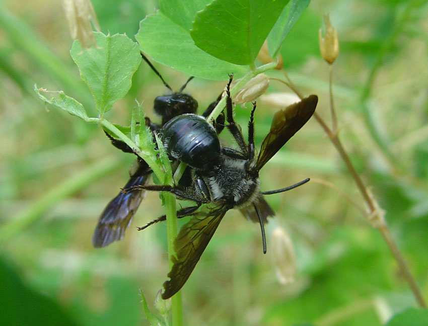 Acrobatico accoppiamento di Andrena pilipes